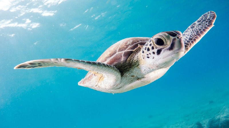 Reizen naar Bonaire voor senioren